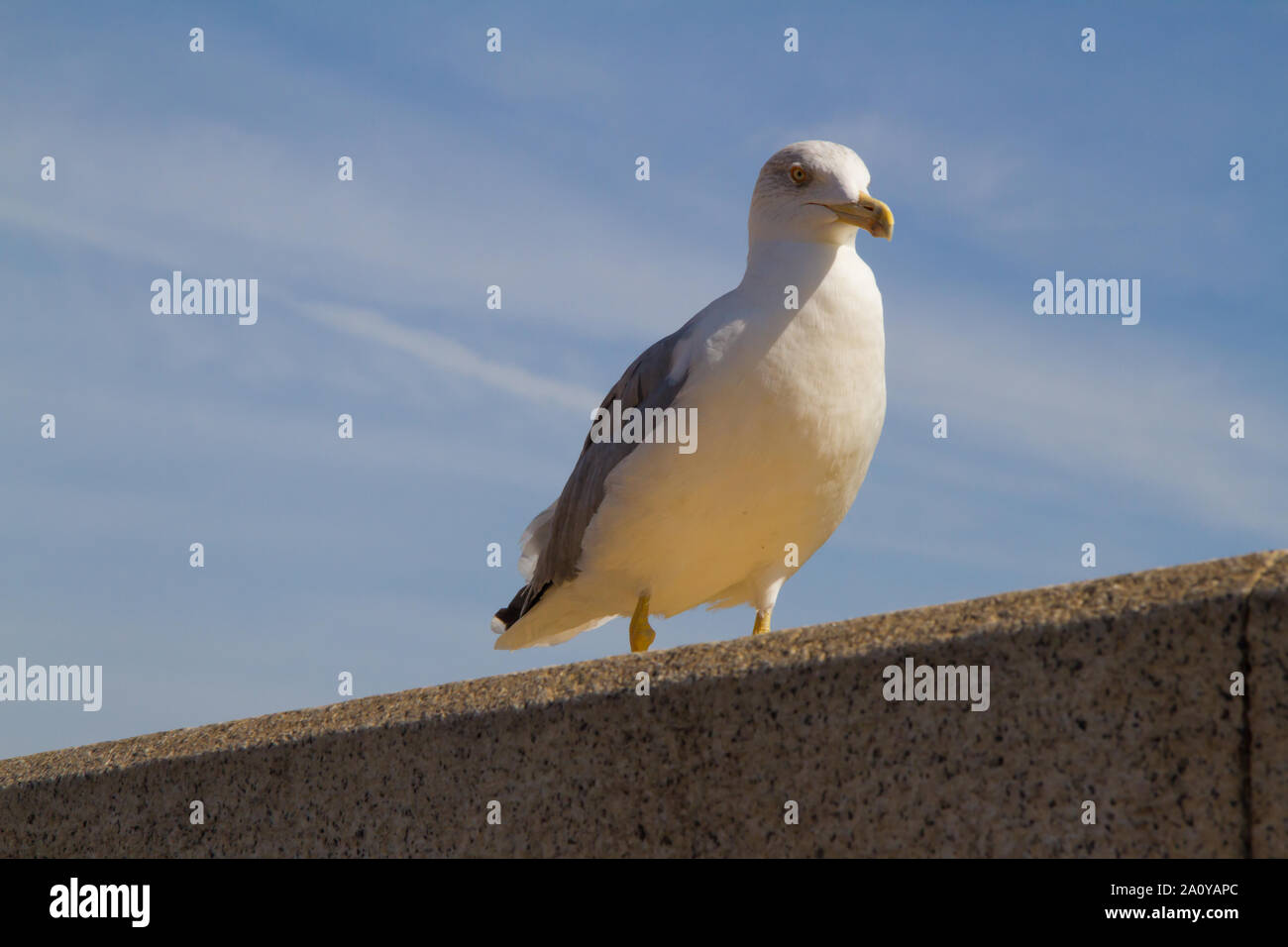 Yellow-legged Gull (Larus michahellis), die an der Wand gehockt Stockfoto