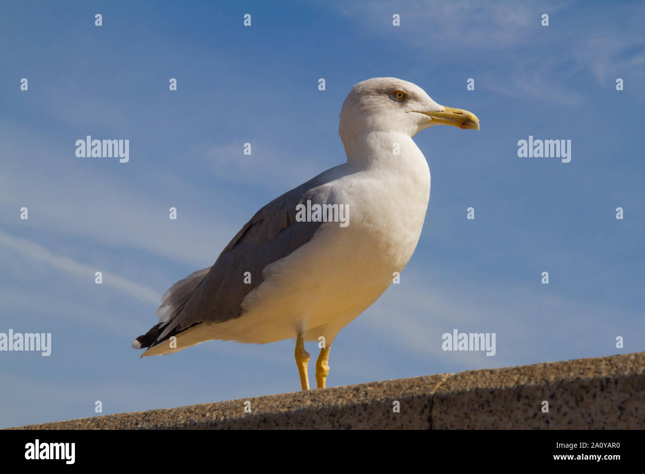 Yellow-legged Gull (Larus michahellis), die an der Wand gehockt Stockfoto