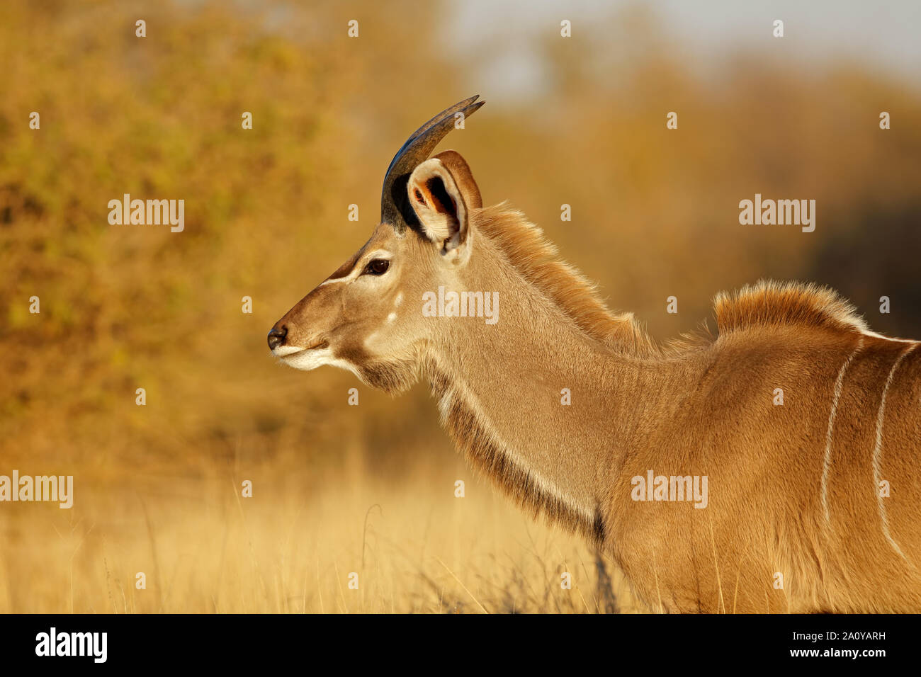Porträt eines jungen männlichen Kudu Antilope (Tragelaphus strepsiceros), Krüger Nationalpark, Südafrika Stockfoto