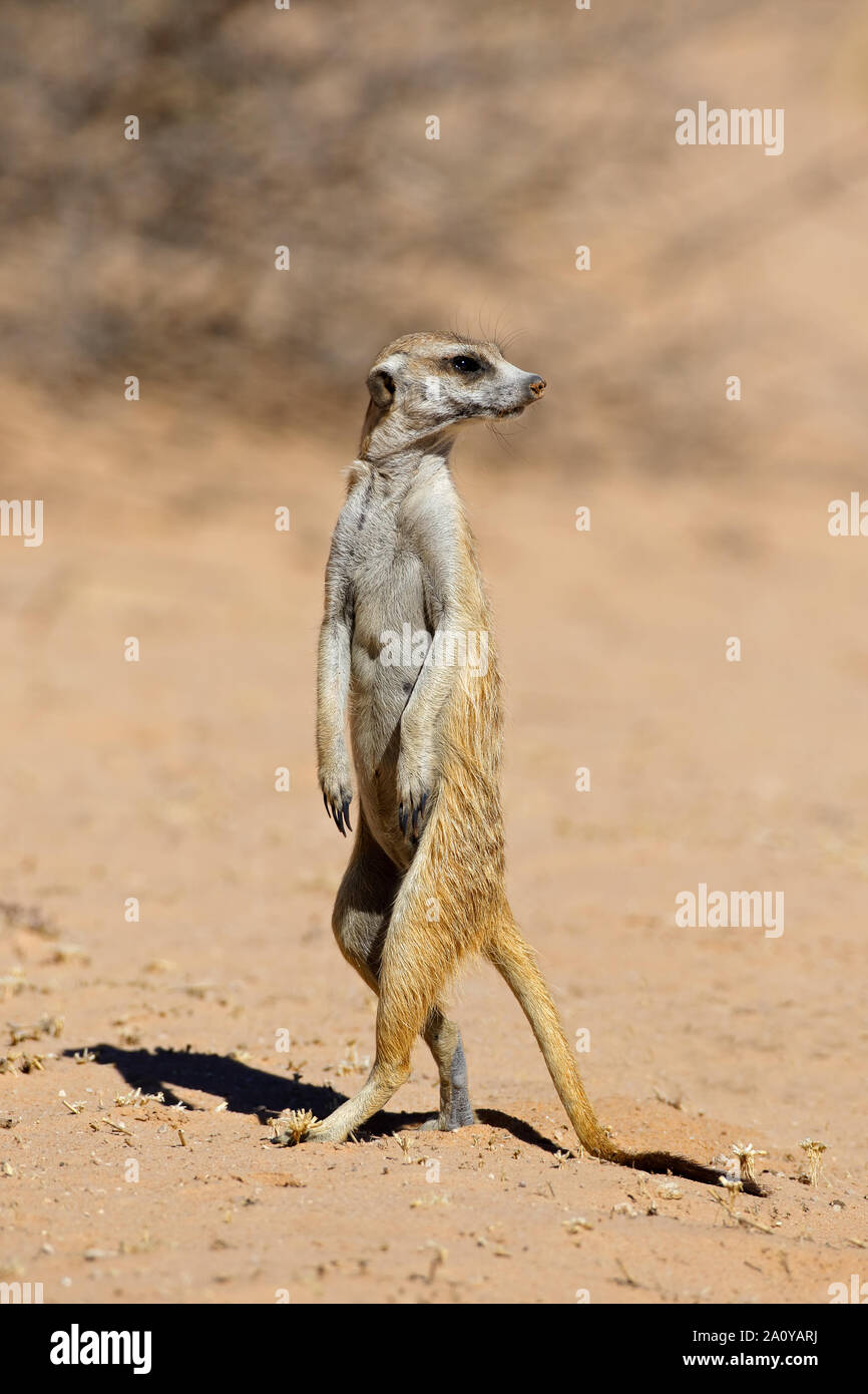 Erdmännchen (Suricata Suricatta) stehen auf der Hut, Kalahari-Wüste, Südafrika zu warnen Stockfoto