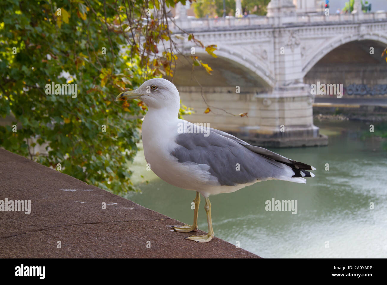 Yellow-legged Gull (Larus michahellis), die an der Wand gehockt Stockfoto