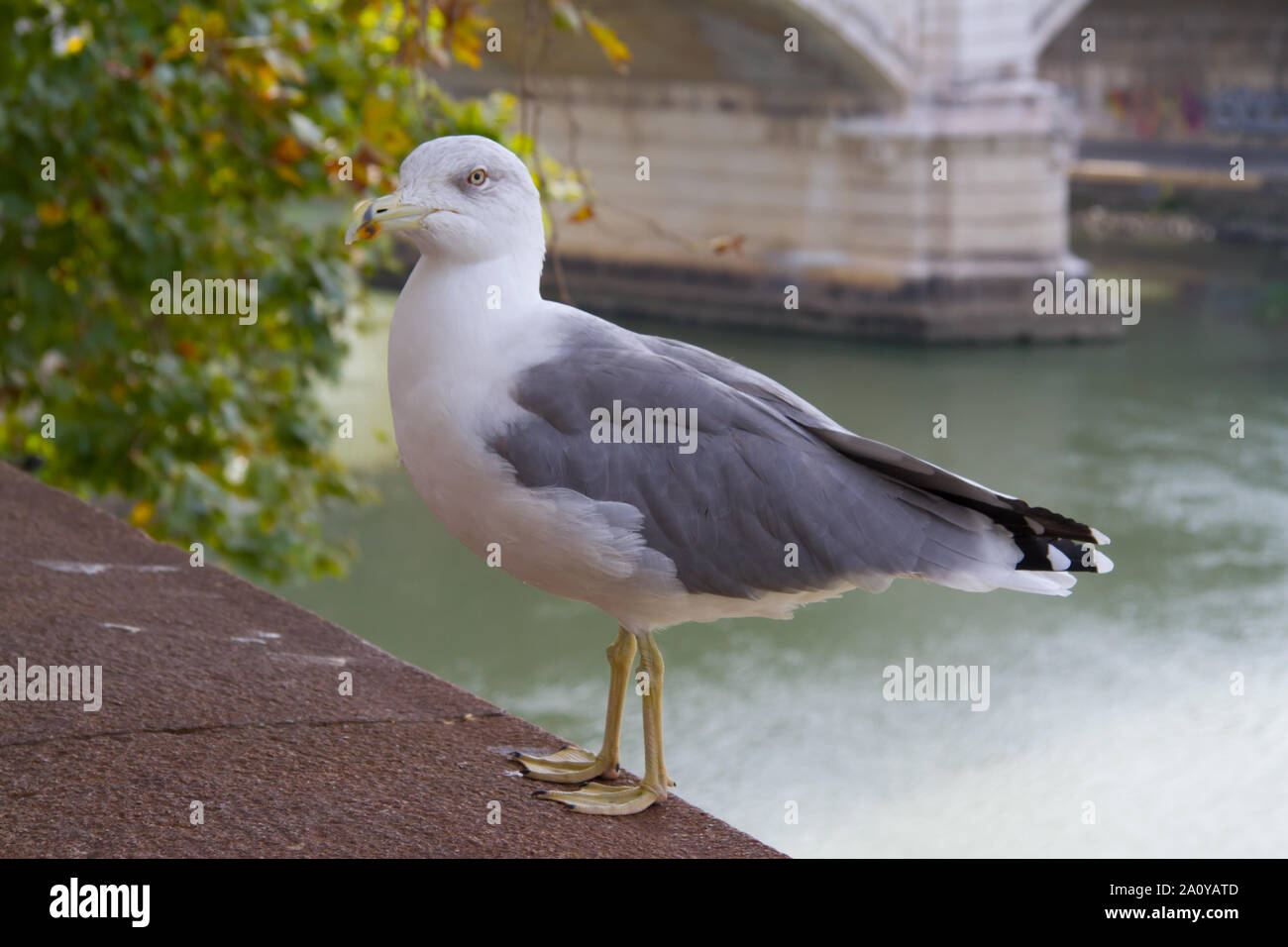 Yellow-legged Gull (Larus michahellis), die an der Wand gehockt Stockfoto