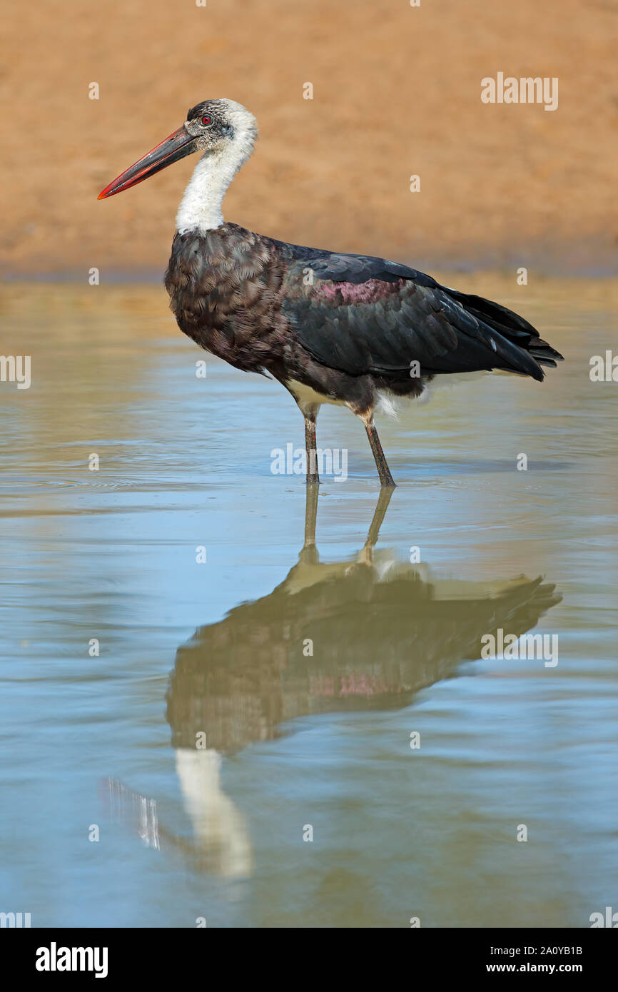 Woolly-necked Stork (Ciconia episcopus) stehen im flachen Wasser, Südafrika Stockfoto