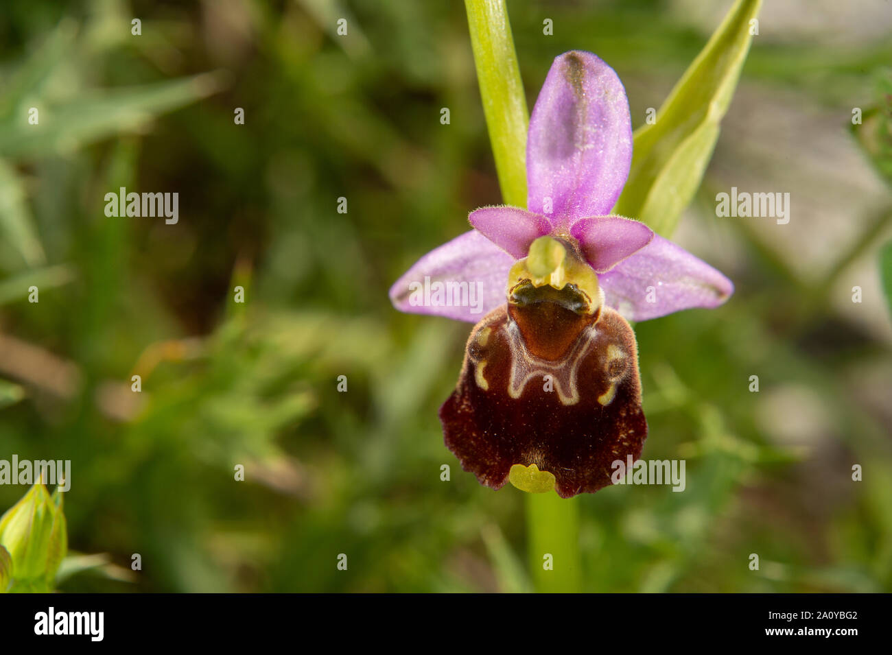 Ophrys holosericea subsp pinguis Fotos und Bildmaterial in hoher