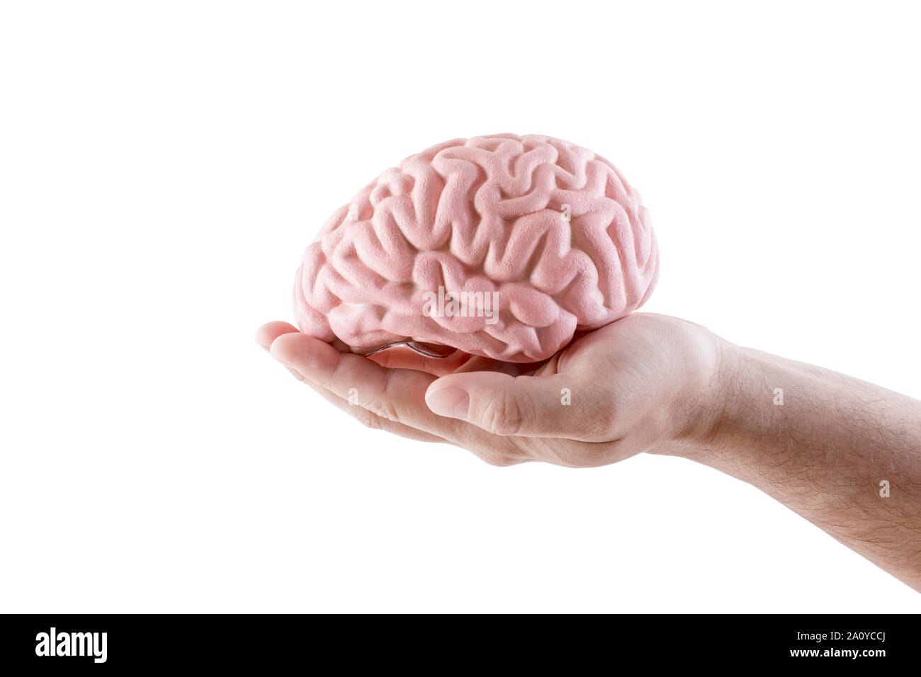 Menschliche Gehirn auf weißem Hintergrund Stockfoto