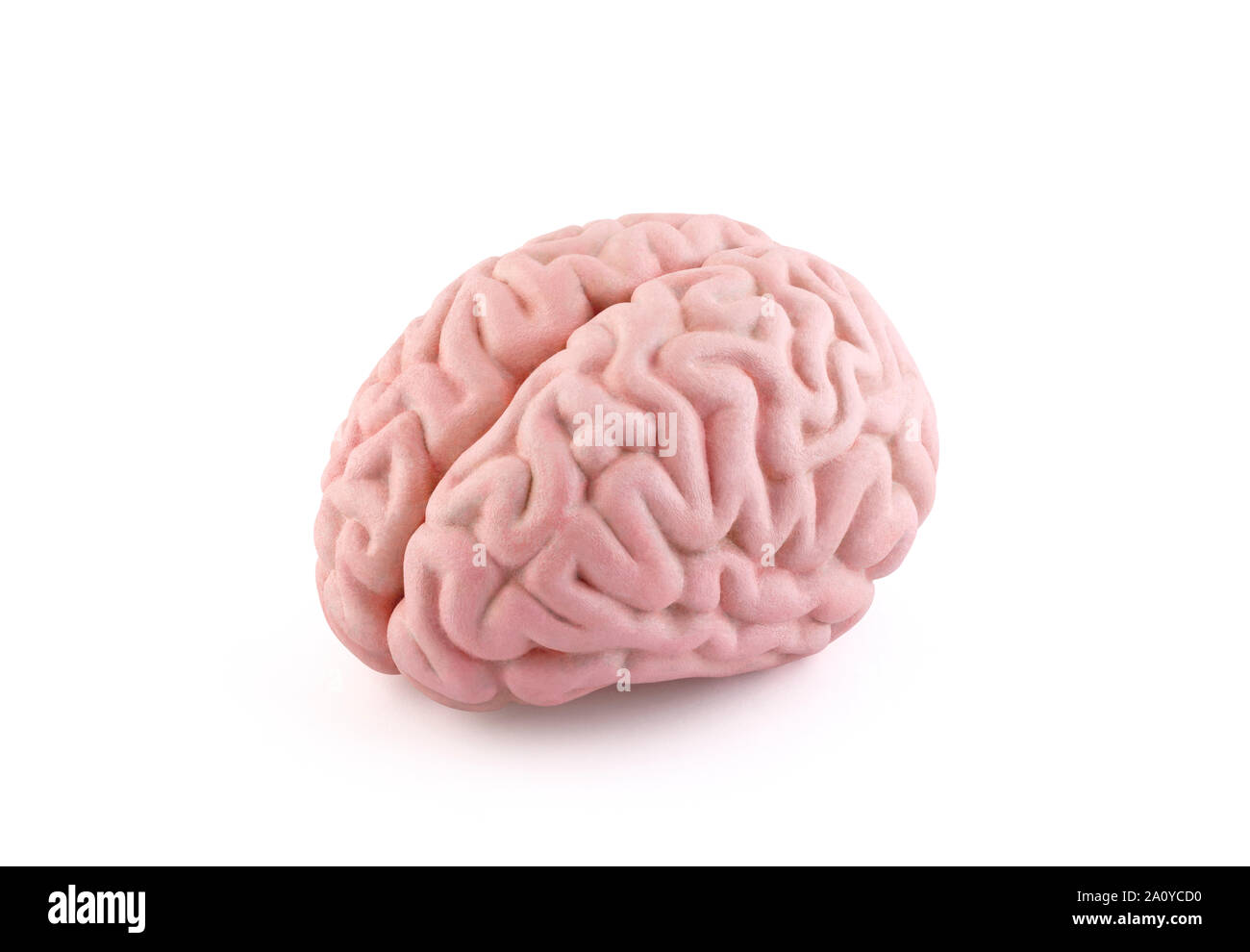 Menschliche Gehirn Modell auf weißem Hintergrund mit Freistellungspfad isoliert Stockfoto