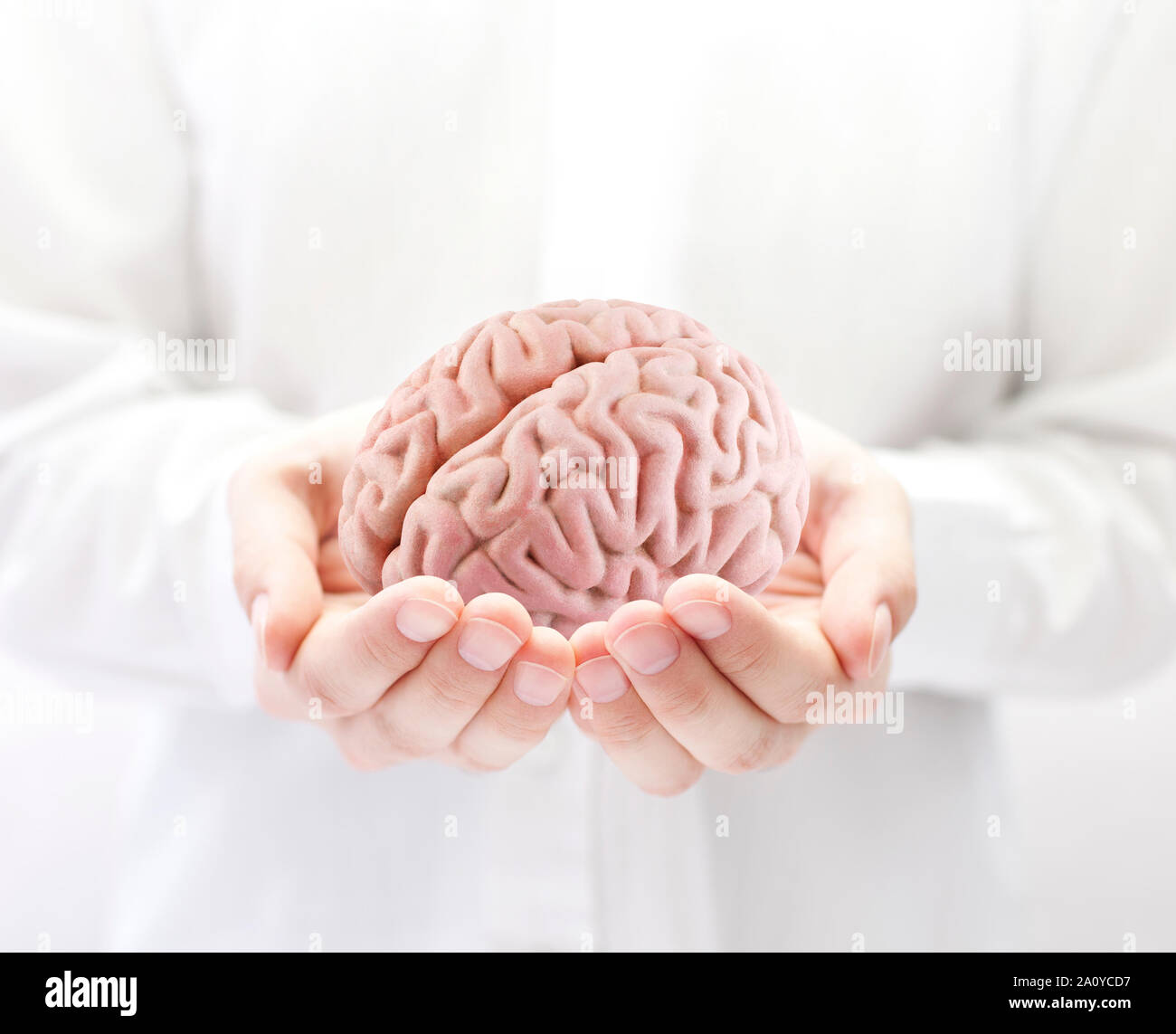 Menschliche Gehirn in den Händen Stockfoto
