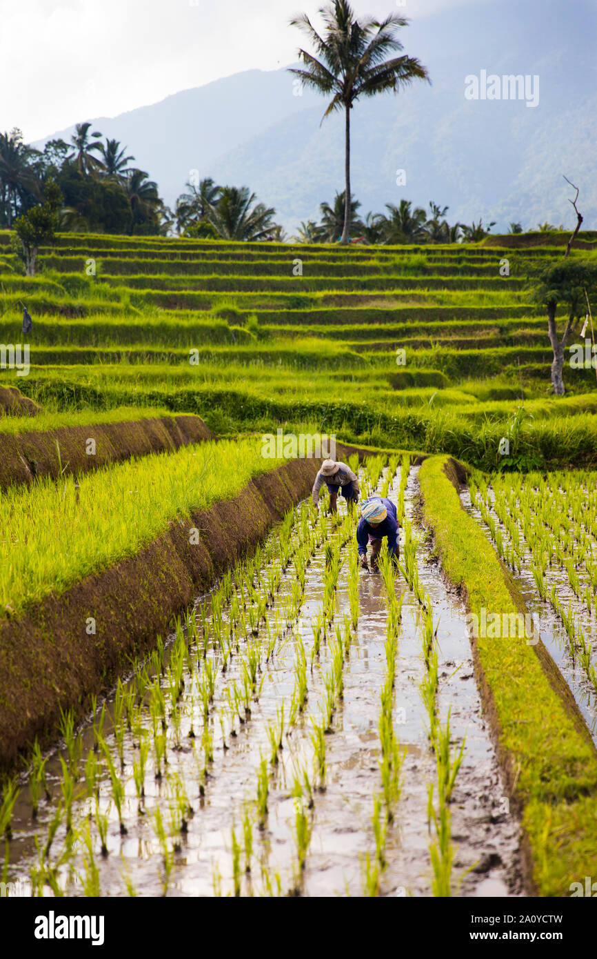 BALI, Indonesien - 26. JANUAR 2019: Nicht identifizierte Personen in Reisfeldern im Südosten von Bali, Indonesien. Indonesien ist der drittgrößte Produzent von Reis ich Stockfoto