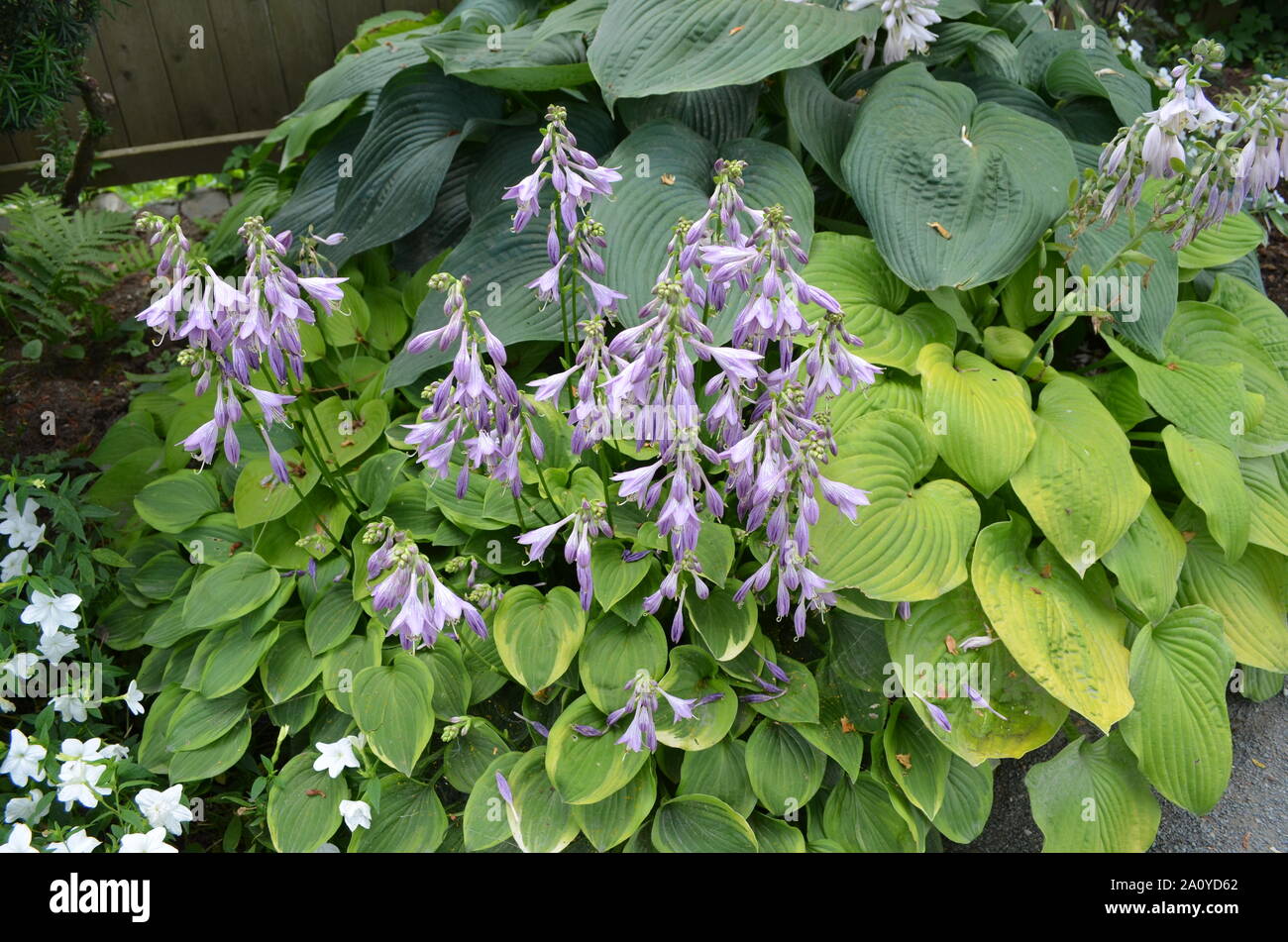 Sommer in Massachusetts: Lila Hosta 'Wegerich Lily' Blumen in voller Blüte Stockfoto