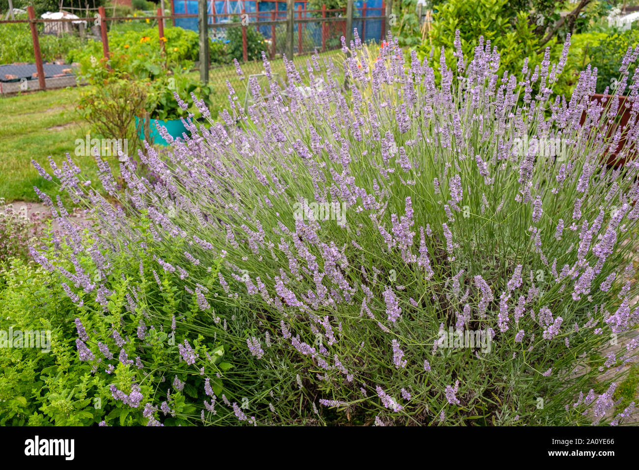 Lavendel wächst in Englisch Zuteilung Stockfoto