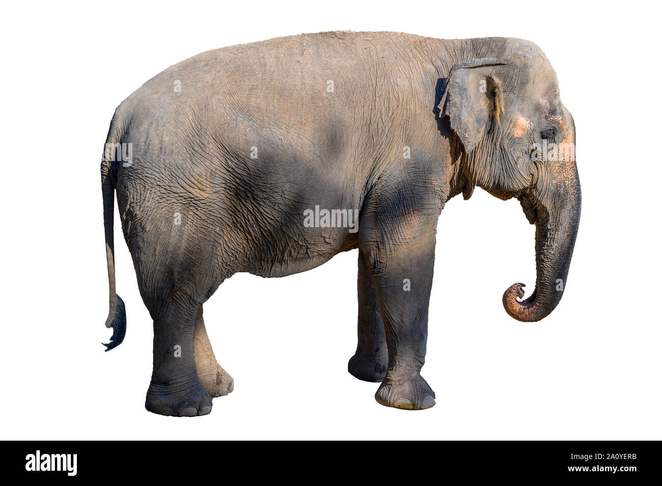 Große braune Elefant weißen Hintergrund isolieren Stockfoto