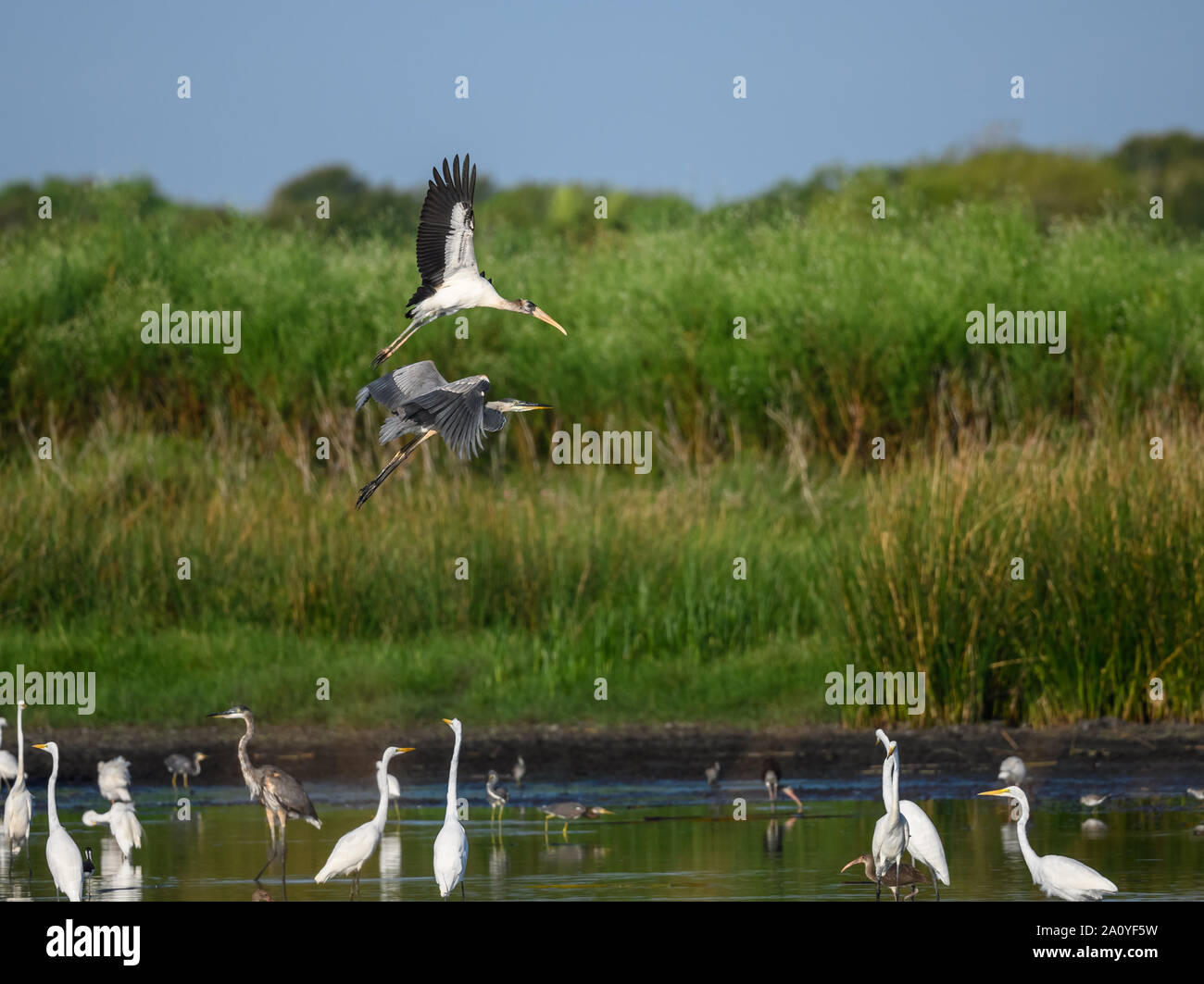 Holz Stork (Mycteria americana) Fliegen über Marsh. Brazoria National Wildlife Refuge. Houston, Texas, USA. Stockfoto