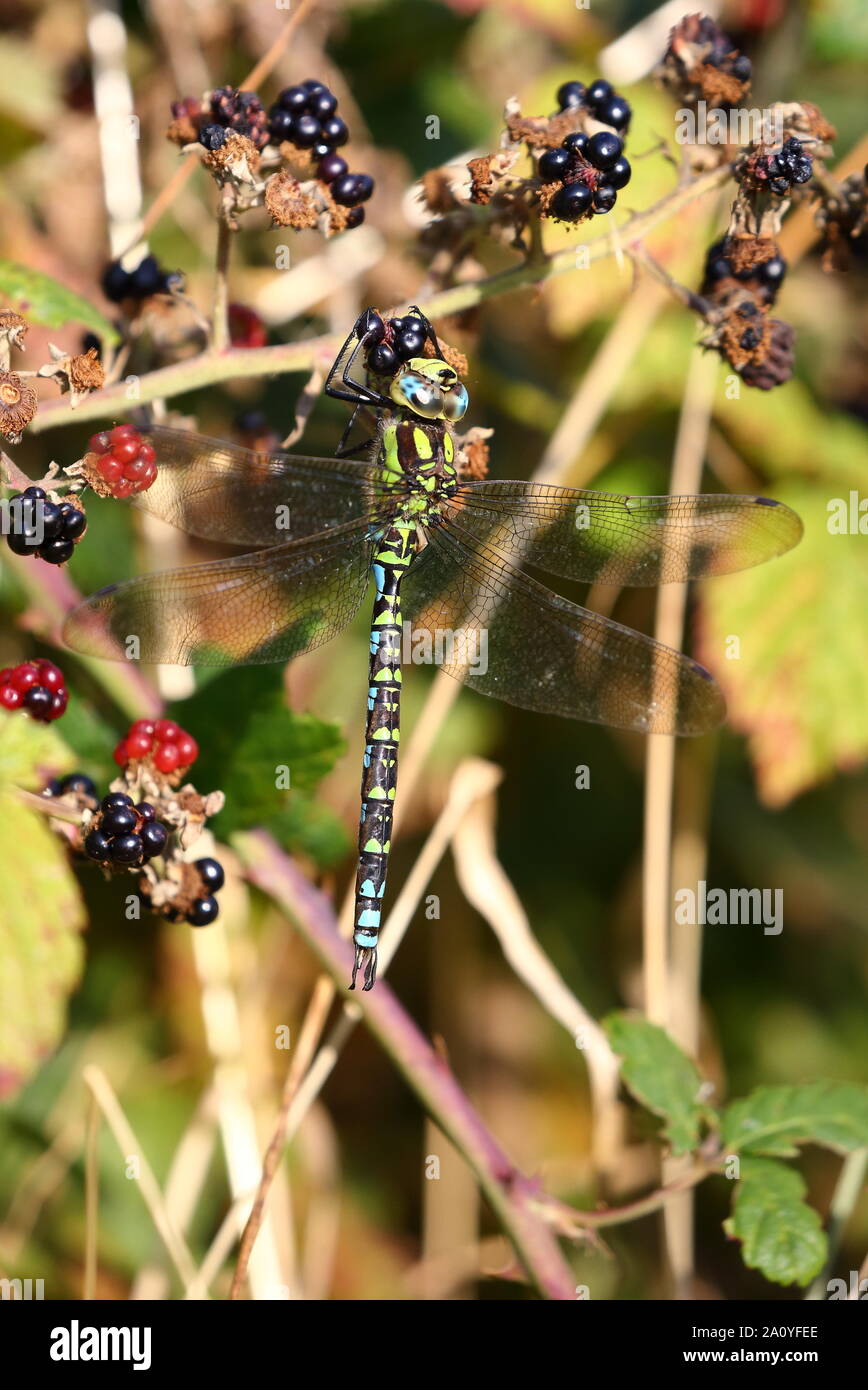 Grüne Form männliche Southern Hawker ruht auf einem Blackberry. Stockfoto