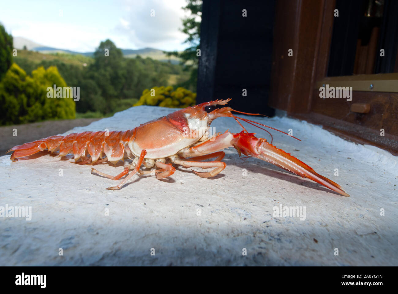 Eine frische Creel gefangen Kaisergranat (Nephrops norvegicus), durch Loch Sunart, Ardnamurchan, Schottland, Großbritannien. Stockfoto