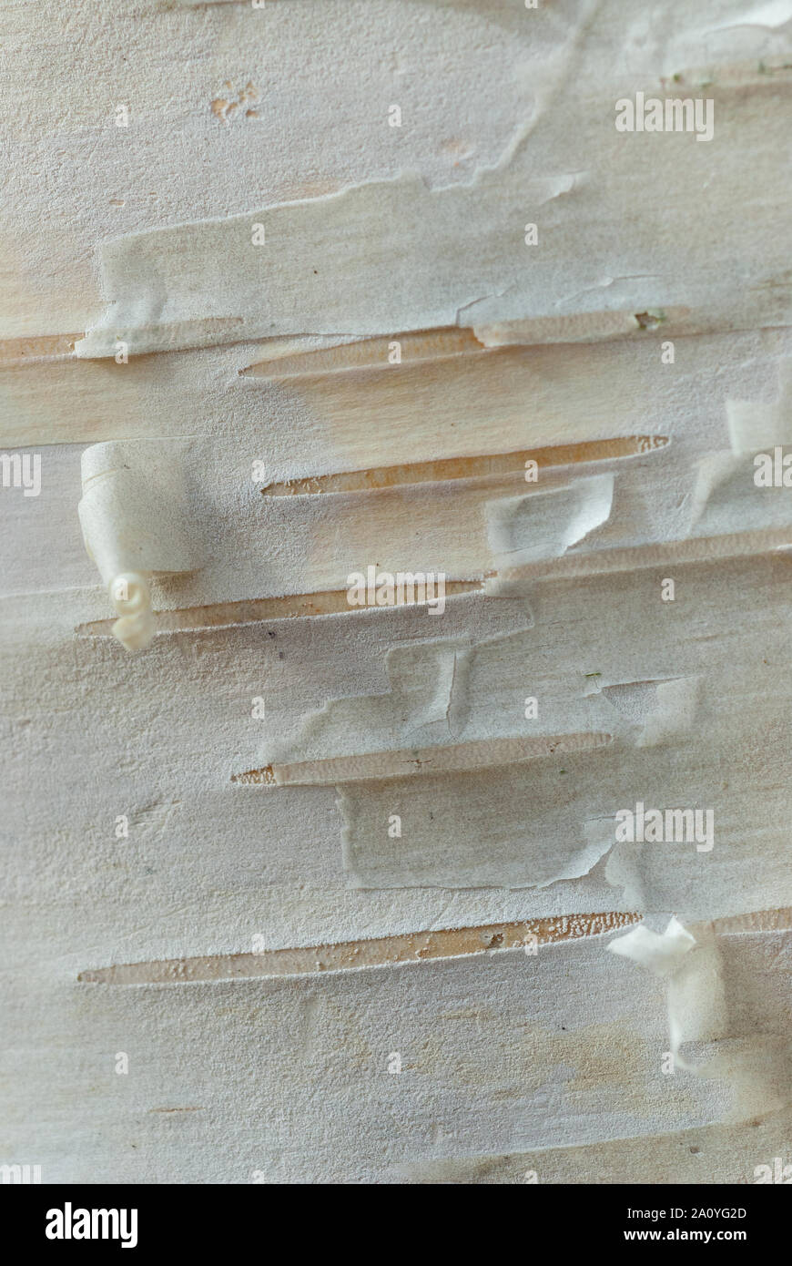 In der Nähe von Silver Birch (Betula pendula) Rinde im Herbst/Herbst Peeling Stockfoto