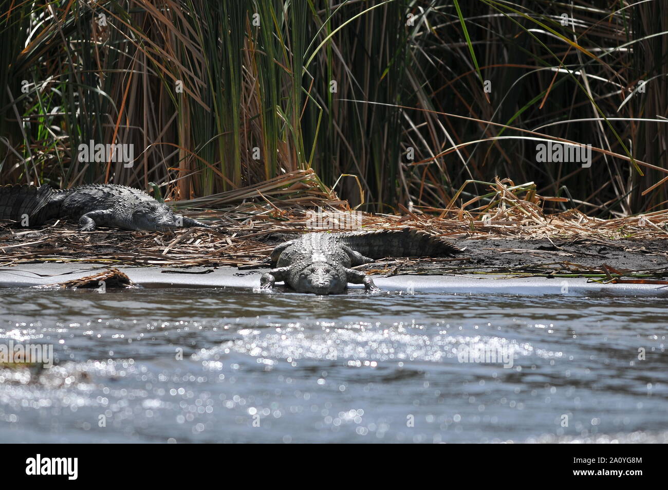 Krokodile von Chamo See Stockfoto