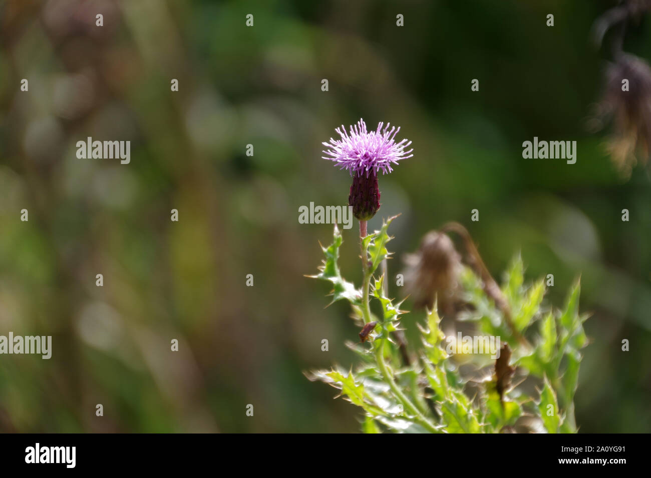 Kleine Distel in der Sonne Stockfoto