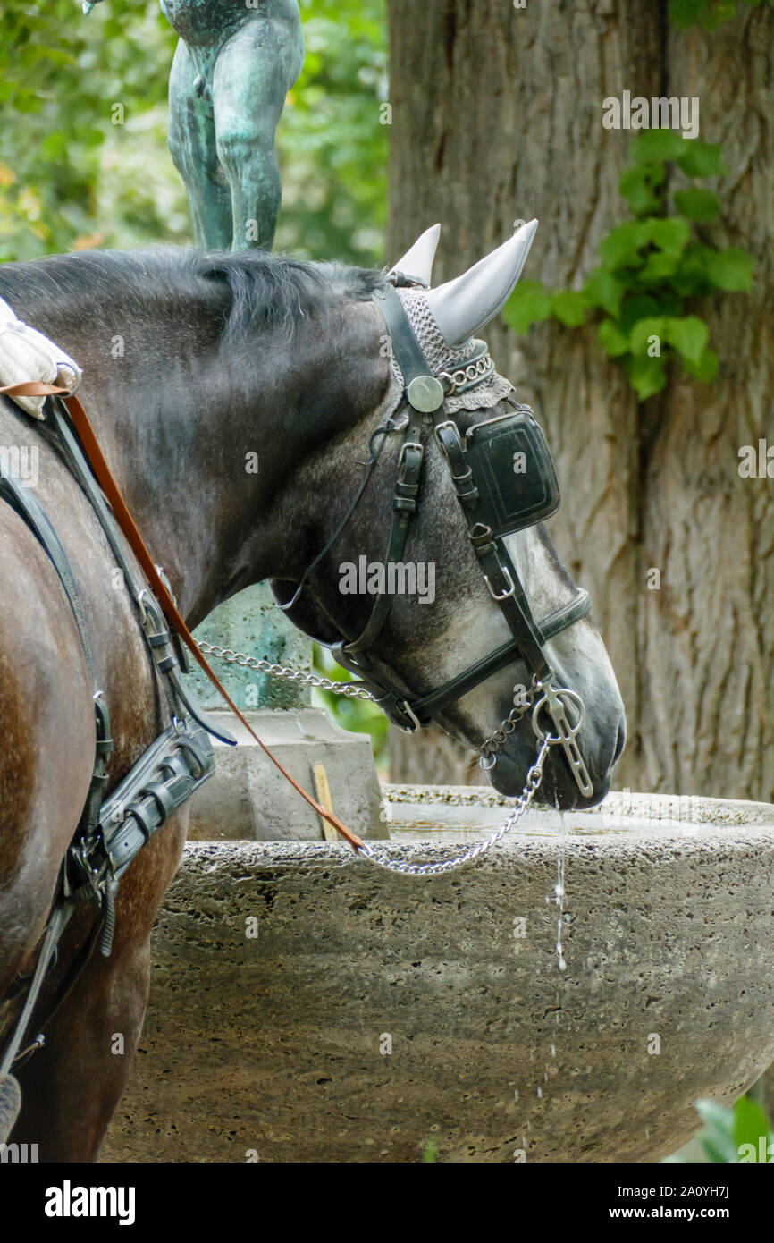 Pferd einer Kutschenanhänger trinkt ein Einems Brunnen Stockfoto