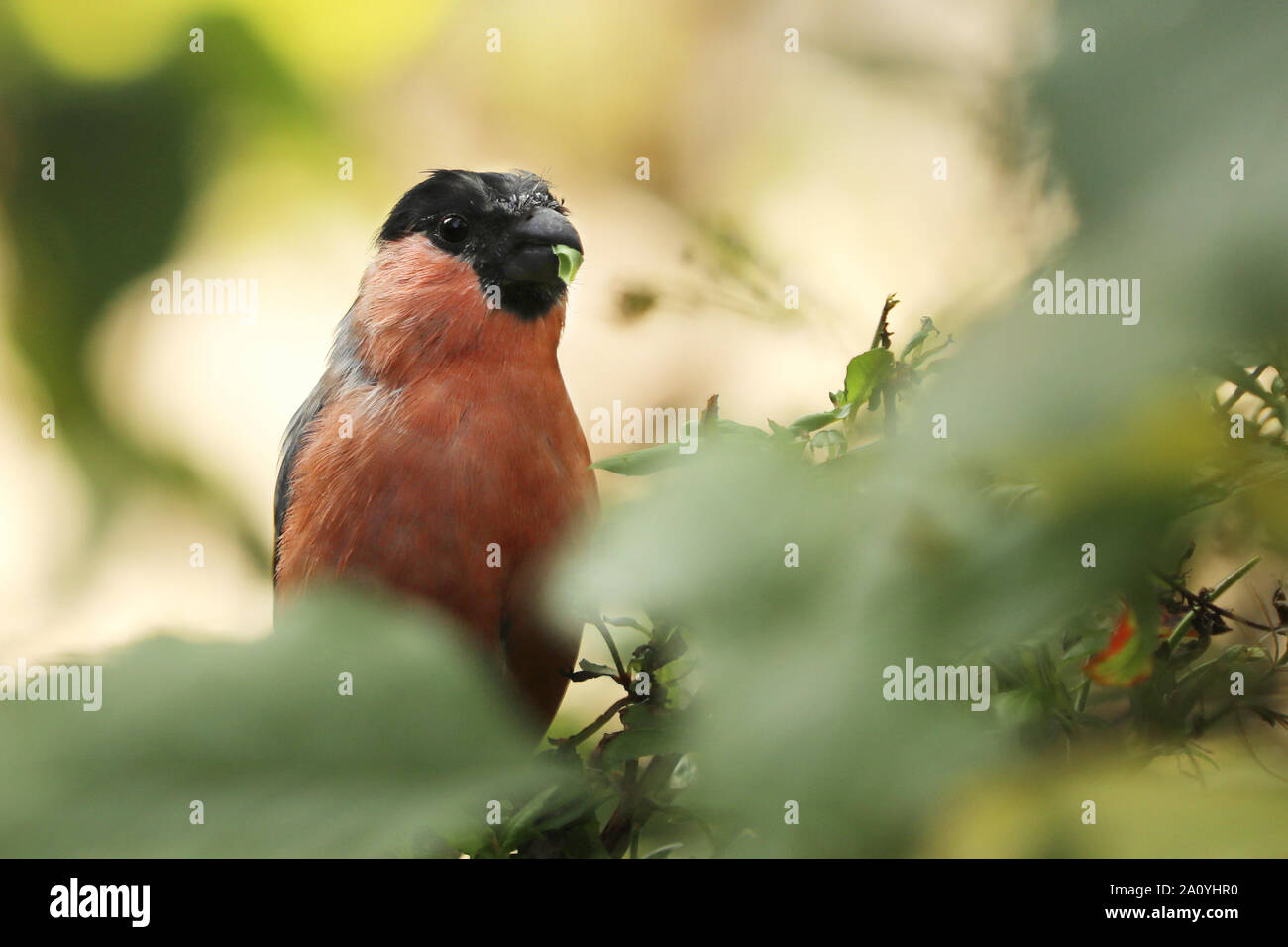 Gimpel vogel Fotos und Bildmaterial in hoher Auflösung Alamy