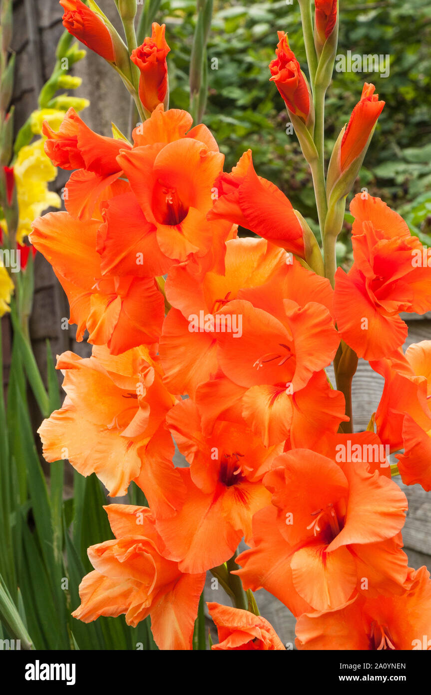 In der Nähe von großen orange Blumen gladiolen Jessica Stockfoto