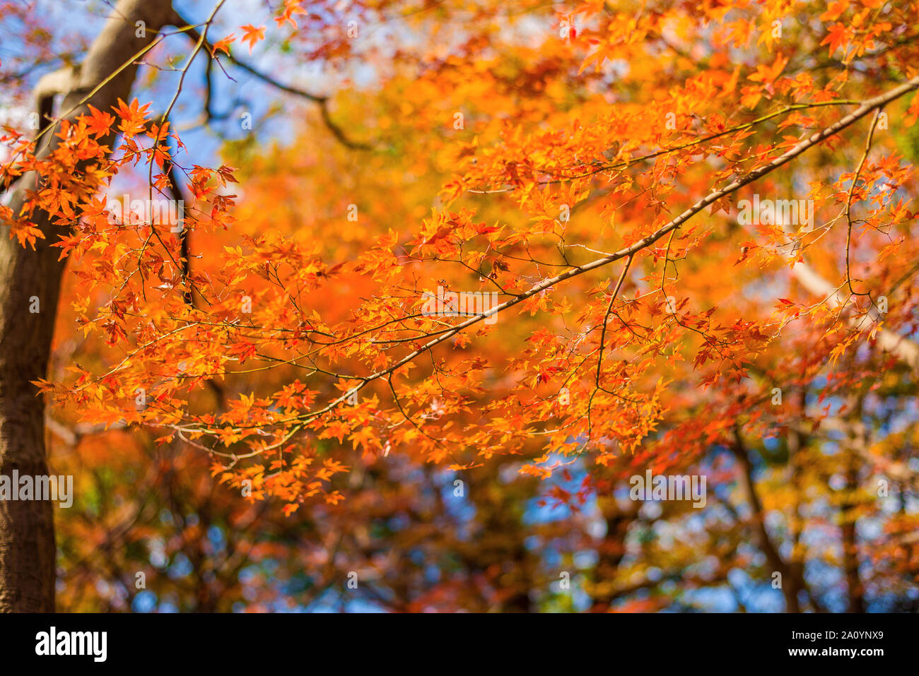 Herbst und Laub. Rote ahornblätter als Hintergrund Stockfoto