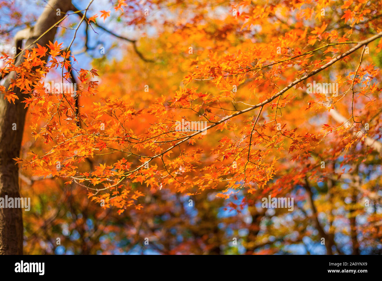 Herbst und Laub. Rote ahornblätter als Hintergrund Stockfoto Herbst und Laub. Rote ahornblätter als Hintergrund Stockfoto