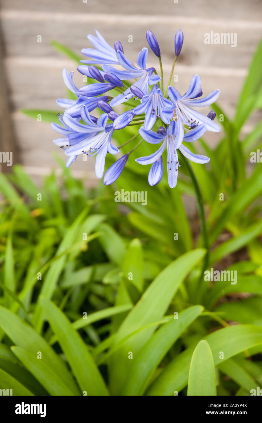 Agapanthus Headbourne Hybriden brechen in Blüte. Großen Blütenkopf mit blauen Blumen mehrjährig Evergreen und vollkommen winterhart Stockfoto