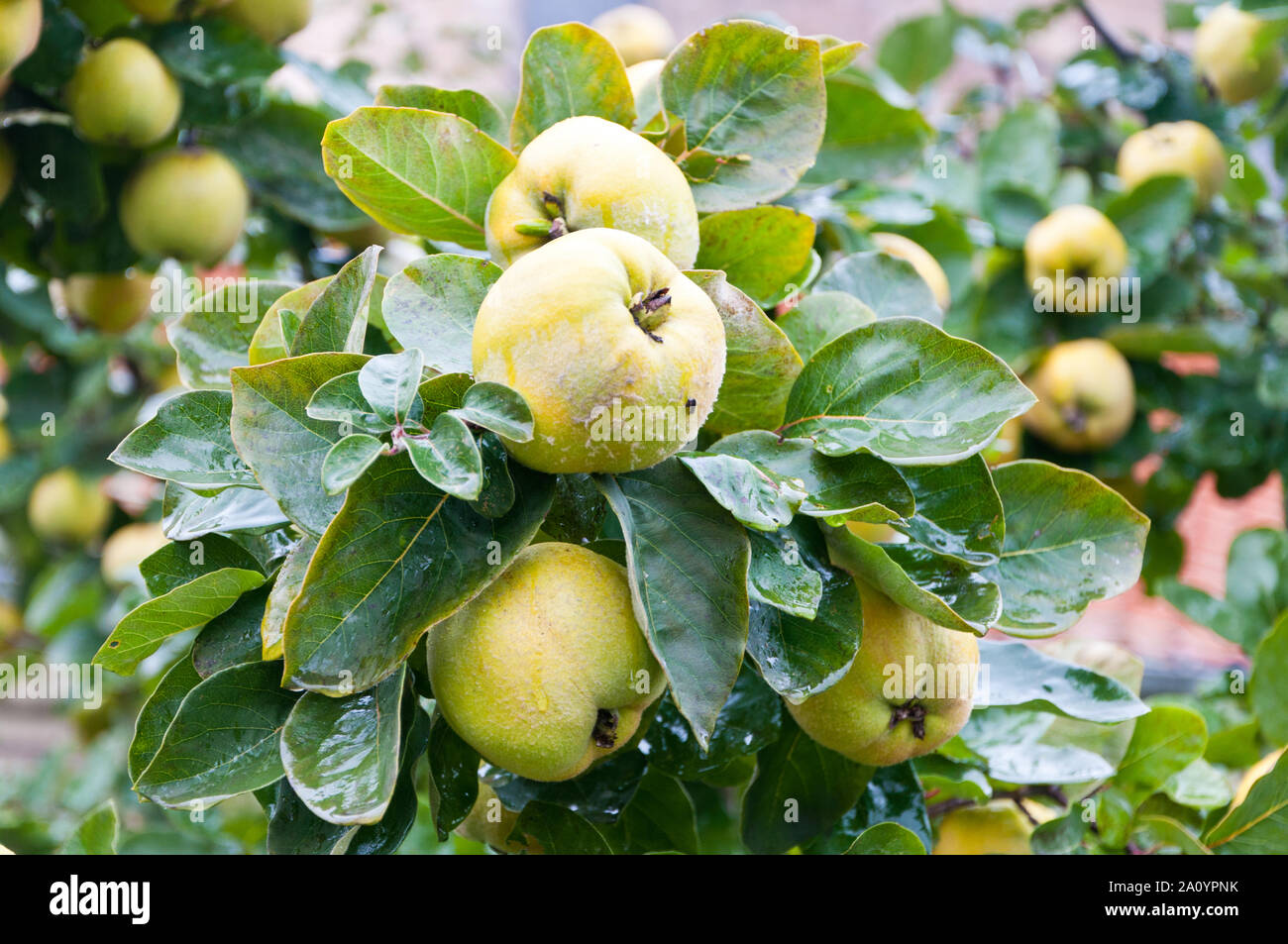 Quitten Stockfoto