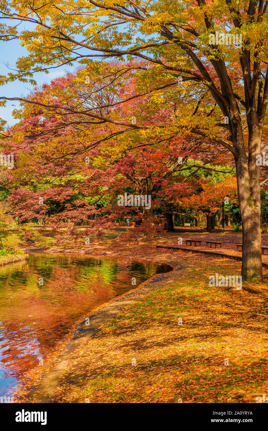 Herbst und Laub im Park Stockfoto