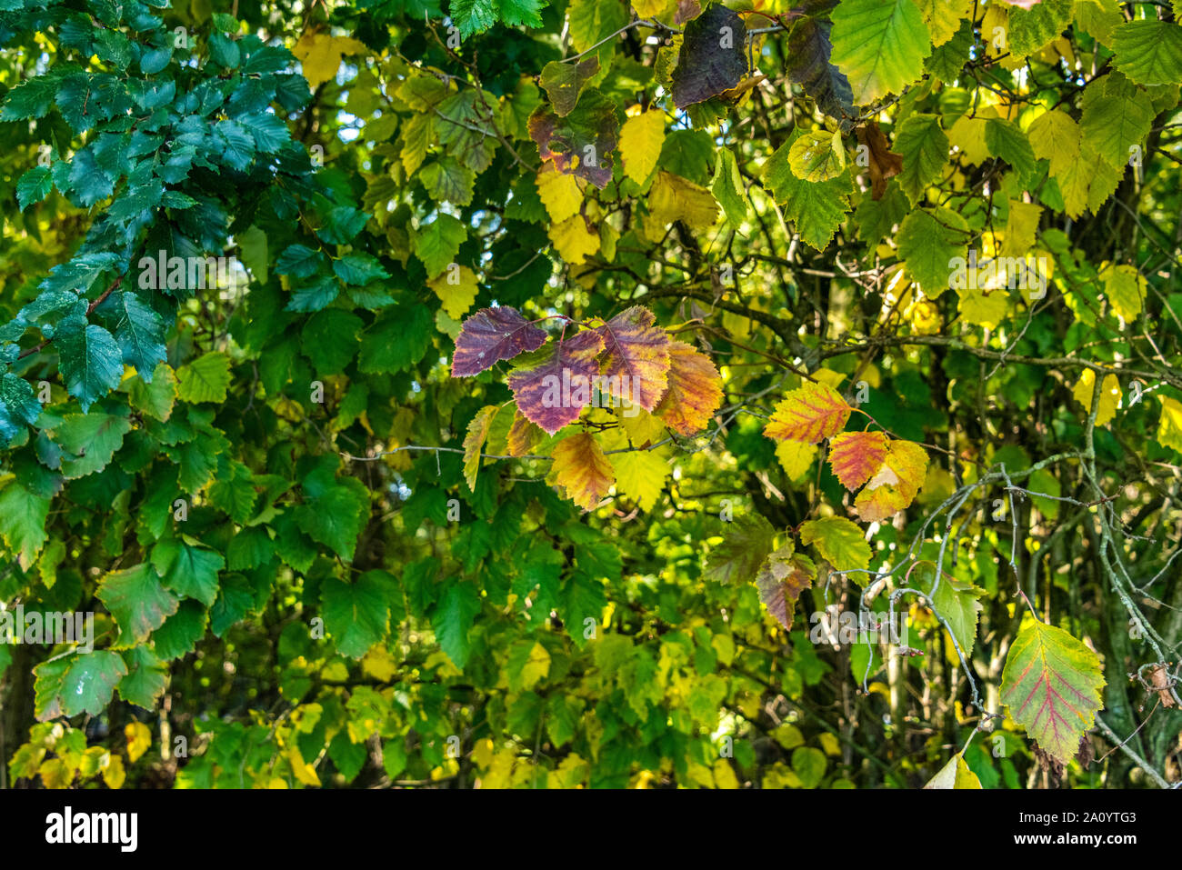 Herbst Szene mit rot gelb braun und orange Farben den Wechsel der Jahreszeiten von Sommer zu Winter in den Herbst abgestorbenen Blätter auf dem Boden in den Wald land Stockfoto