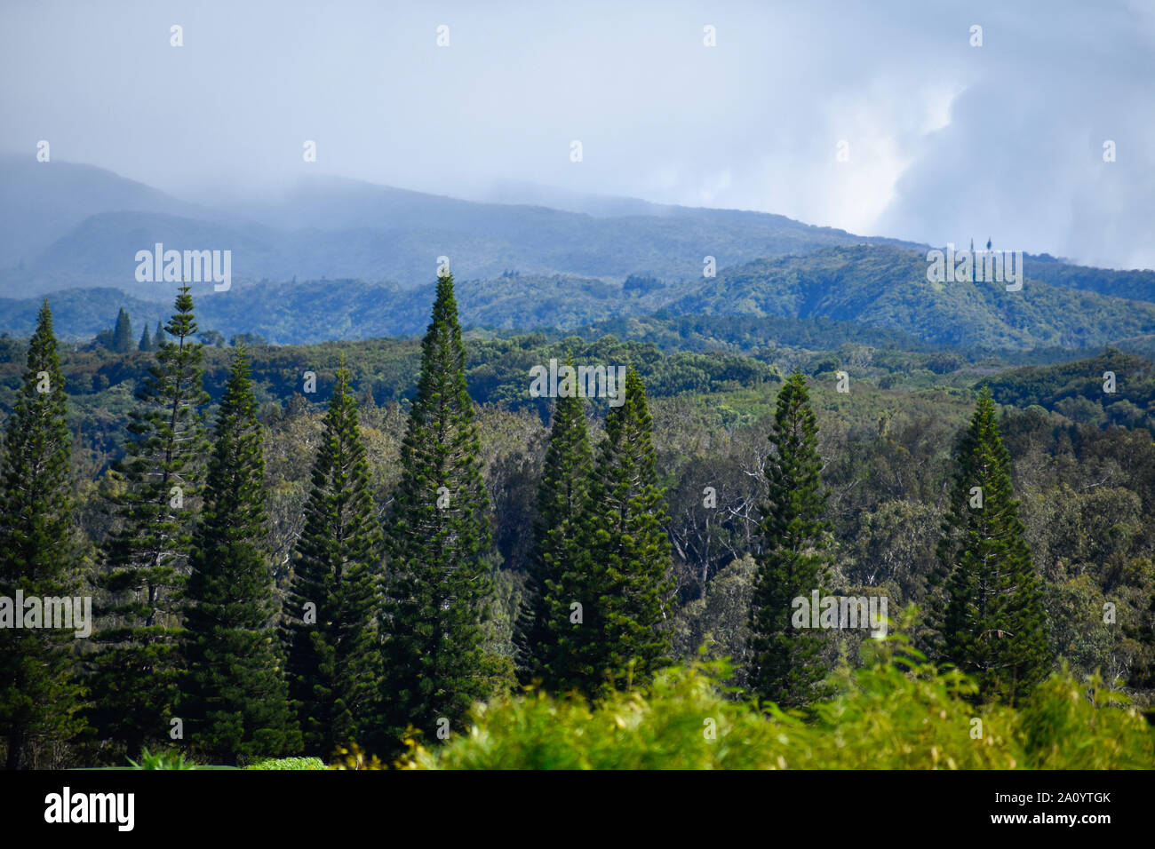 Evergreens und Bergblick auf Maui Stockfoto