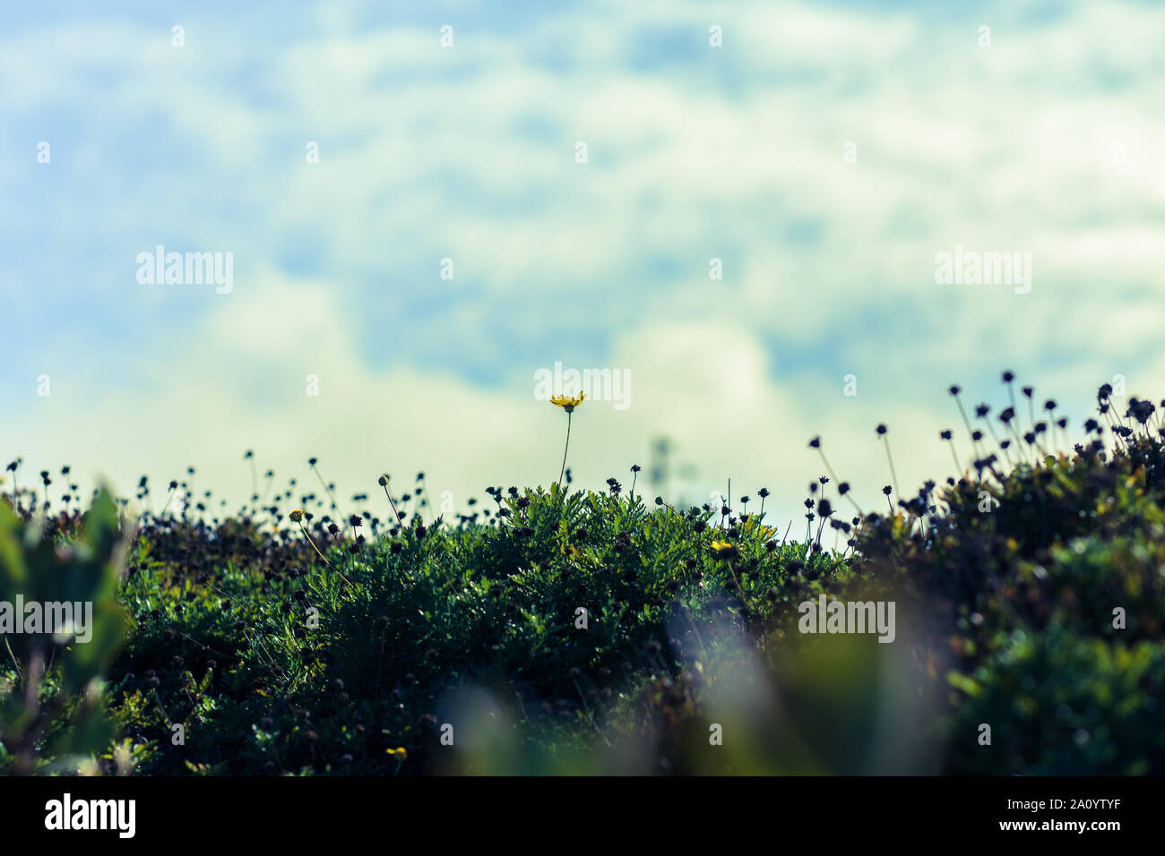 Gelbe Gänseblümchen in einer Wiese mit Wolken und Himmel Hintergrund in San Bruno, Kalifornien wächst Stockfoto