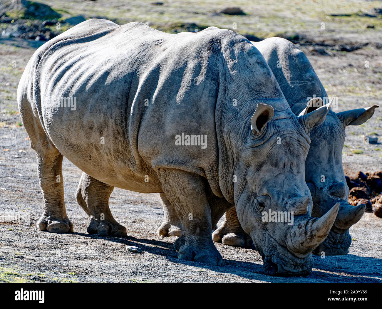 Südliche Breitmaulnashorn Stockfoto