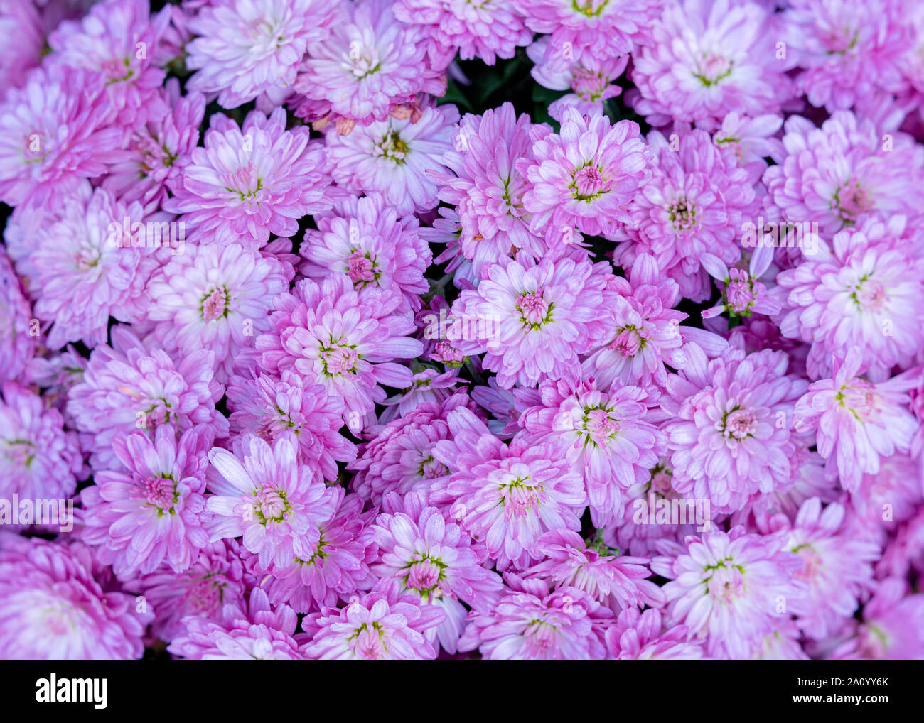 Pulsierende rosa lila Chrysantheme Blumen hautnah. Stockfoto