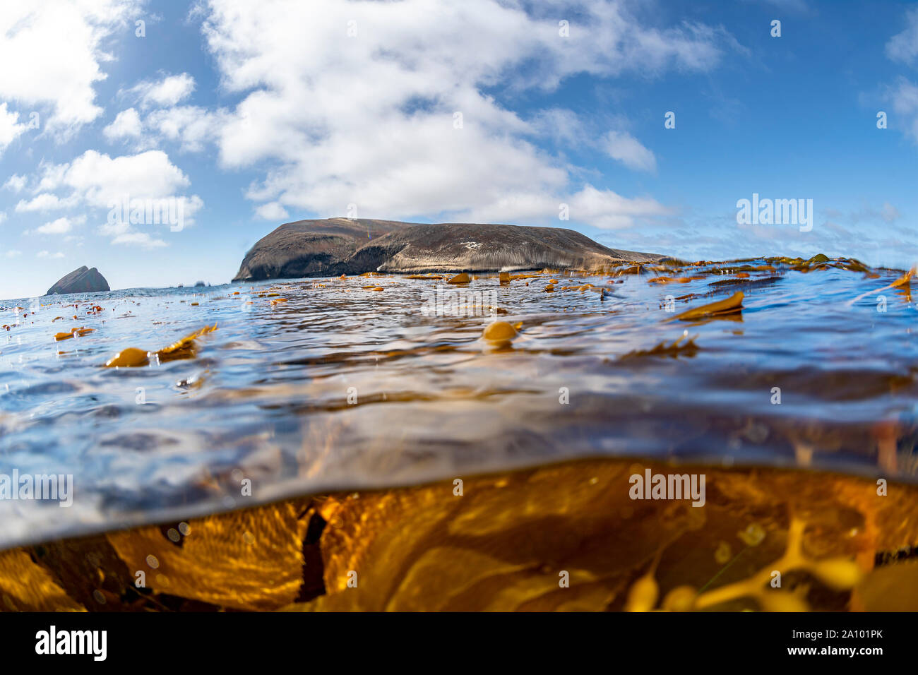 Ein überschuß unter Bild der Gewässer der Umgebung der kalifornischen Santa Barbara Channel Island zeigen die dicken Kelp und der schönen Insel entlang der horizo Stockfoto