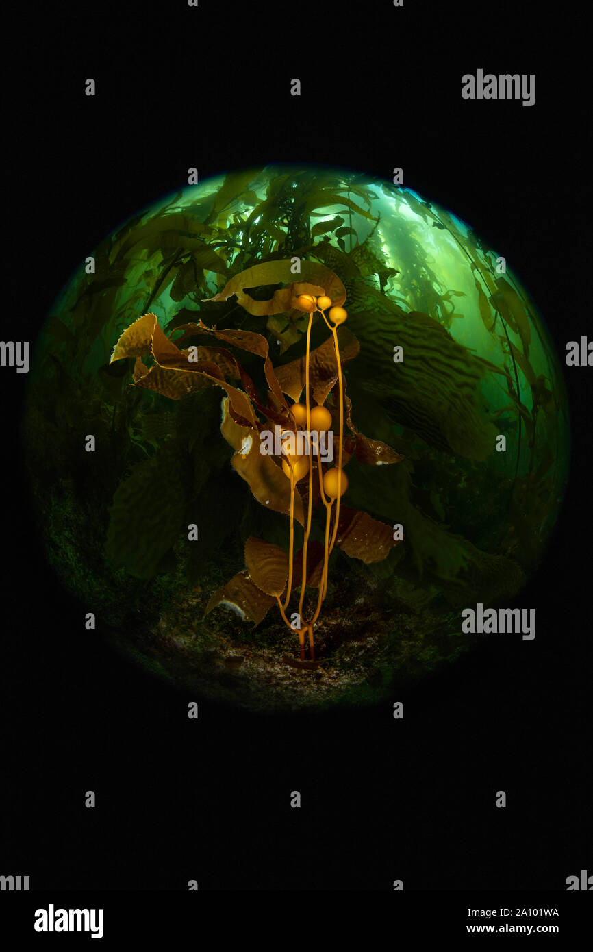 Gesteuert leuchtet auf einen kleinen Bereich von Seetang, hebt die Schönheit eines dunklen Wald von Algen in der Kalifornischen Kanalinseln. Stockfoto