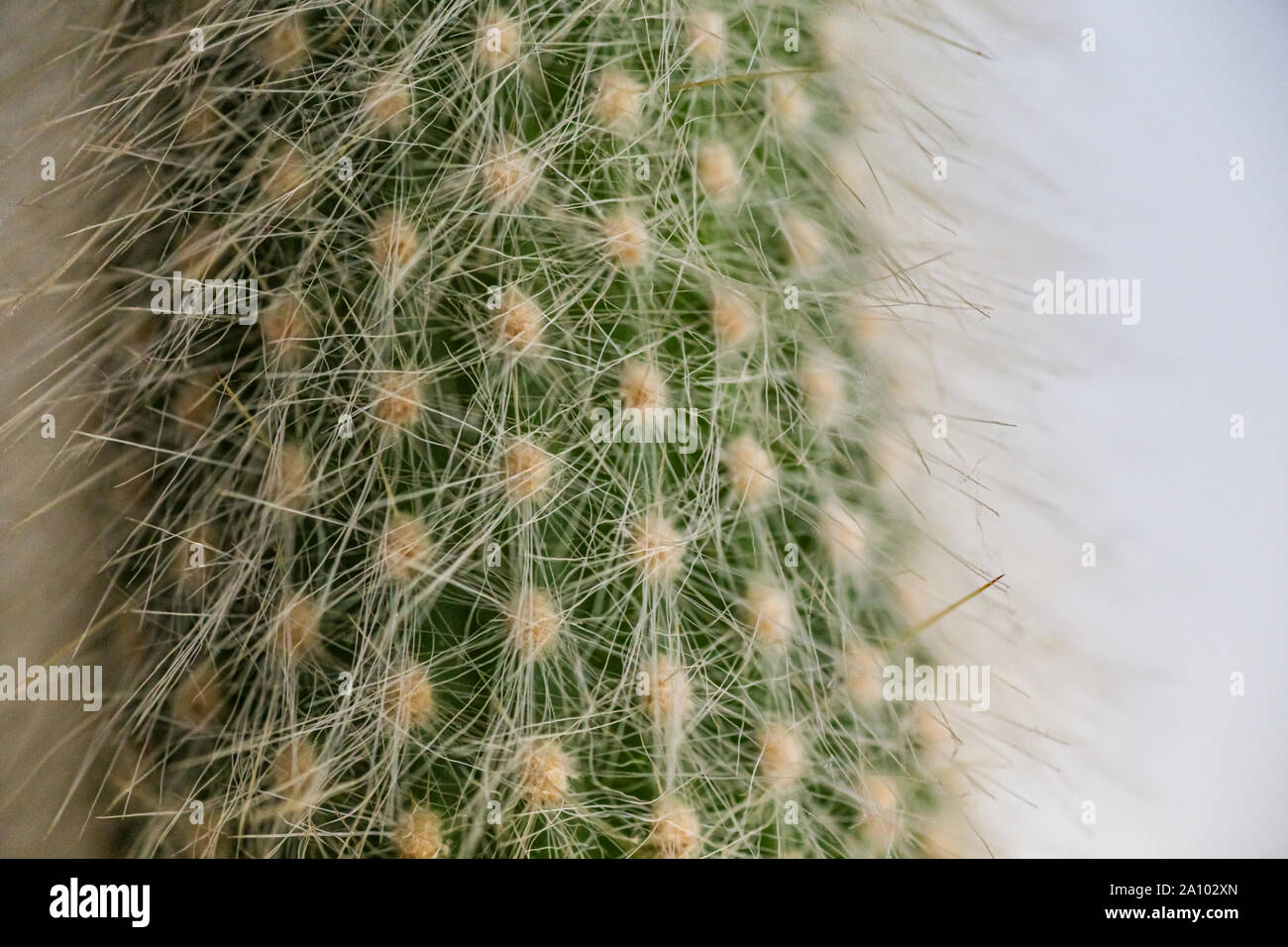 Cactus mit Weichen langen weißen flauschigen Nadeln. Schöne Kakteen close-up. Dicke lange Cactus mit hellen weißen Zeigern. Weiche Nadeln. Stockfoto