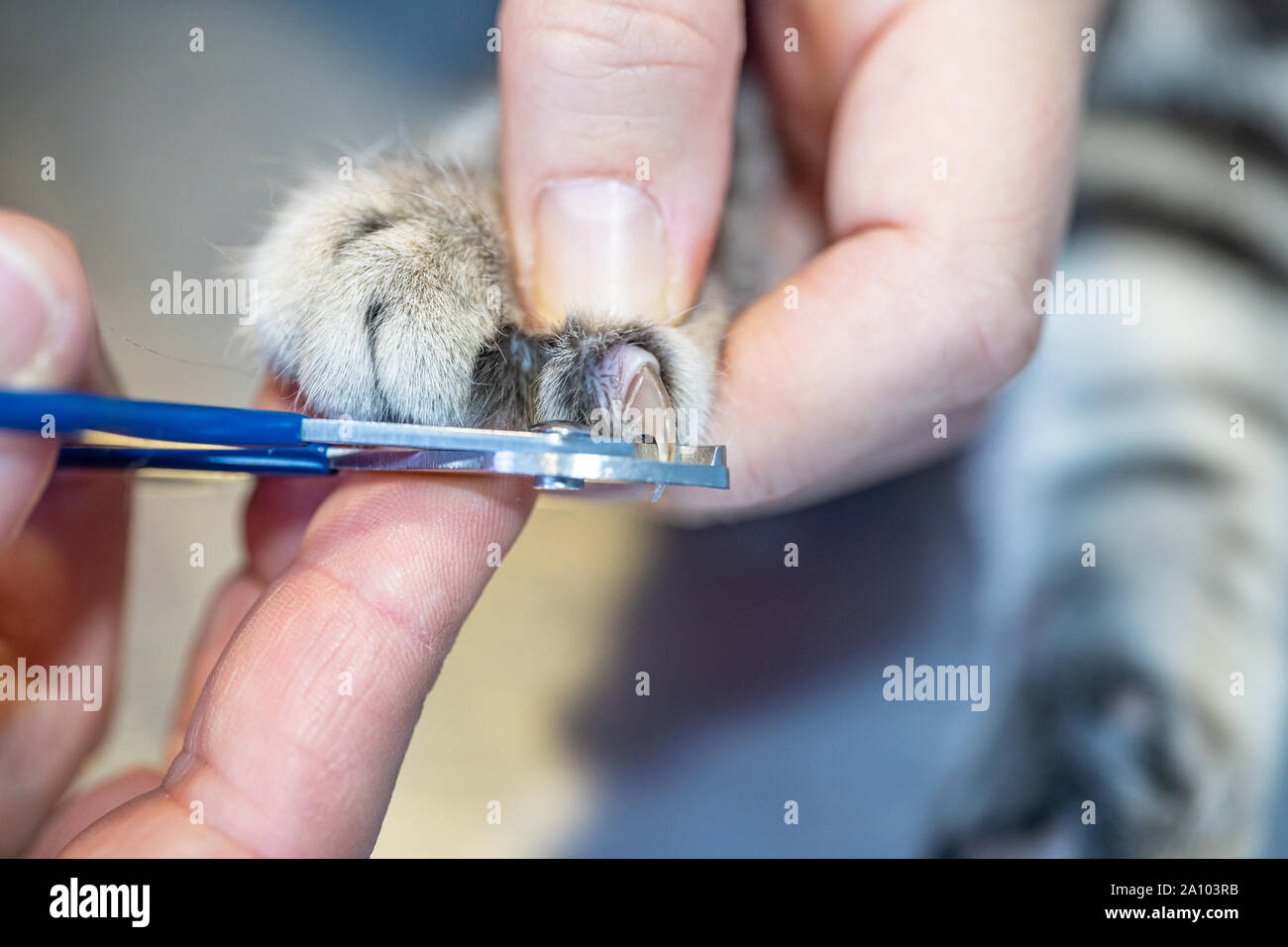 Europäisch Kurzhaar Katze Nagel schneiden durch einen Tierarzt Krankenschwester Stockfoto