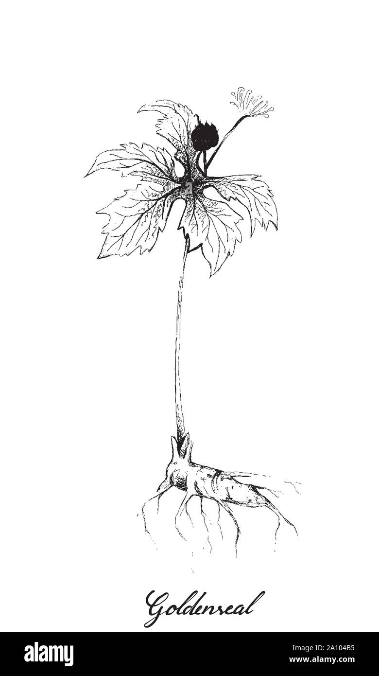 Kräuter und Pflanzen, Handgezeichnete Abbildung von Hydrastis canadensis, Goldenseal, Orangeroot oder Gelb Puccoon Pflanzen, verwendet zur Behandlung von Krebs, Mund Ailmen Stock Vektor