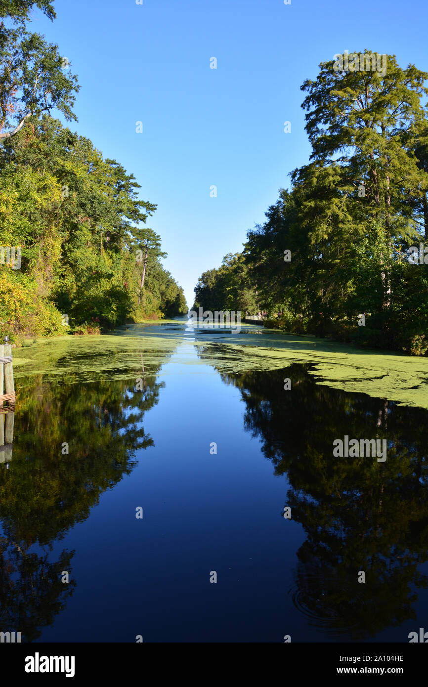 Mit Blick auf den Intracoastal Waterway im Great Dismal Swamp State Park außerhalb von Camden North Carolina. Stockfoto