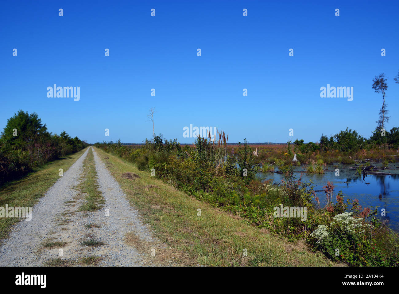 2019 Der Bereich des 2011 Seitliche West Wald Brand, der die Dismal Swamp in Virginia und North Carolina verbrannt, zeigt wenig Anzeichen für eine Erholung. Stockfoto