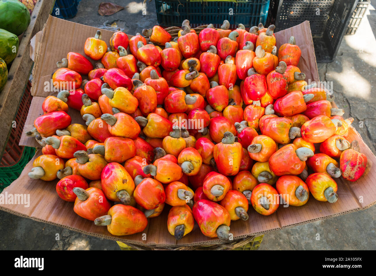 Reifen Cashew Früchte für den Verkauf an einen Obst- und Gemüsemarkt in Arembepe, Bahia - Brasilien Stockfoto