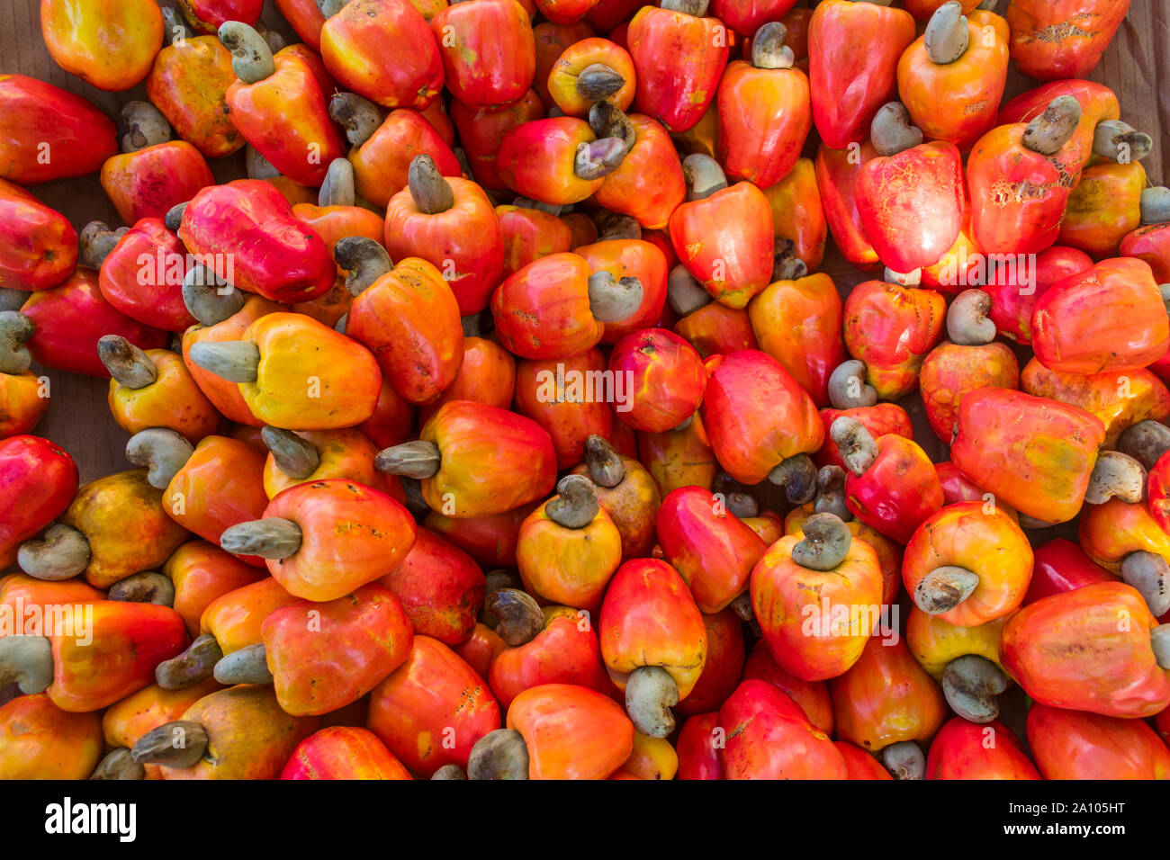 Reifen Cashew Früchte für den Verkauf an einen Obst- und Gemüsemarkt in Arembepe, Bahia - Brasilien Stockfoto