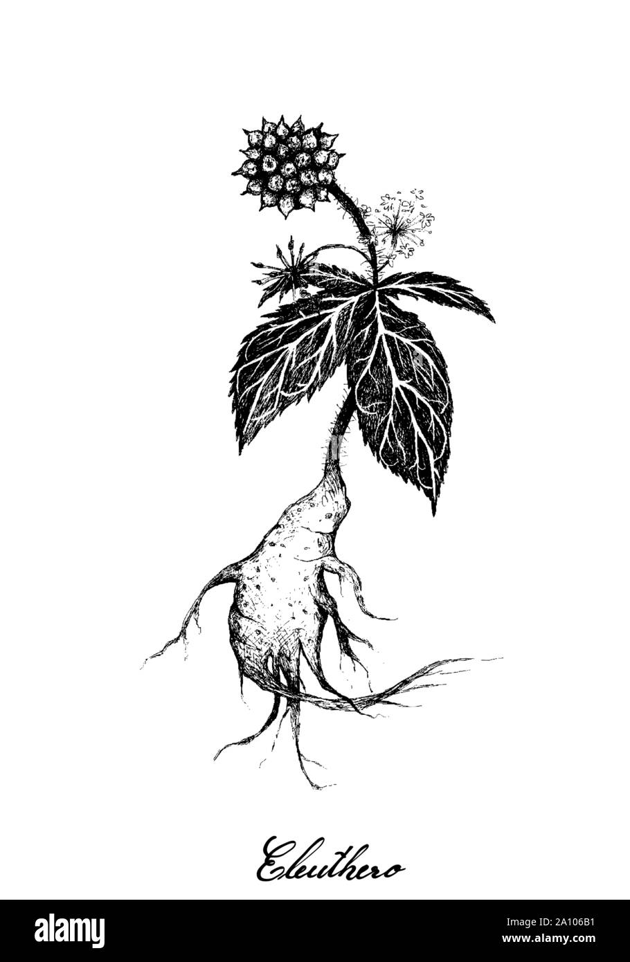 Kräuter und Pflanzen, Handgezeichnete Abbildung: Eleutherococcus Senticosus, Eleuthero oder Sibirische Ginseng Pflanzen, für ein Nahrungsergänzungsmittel und Cosme verwendet Stock Vektor