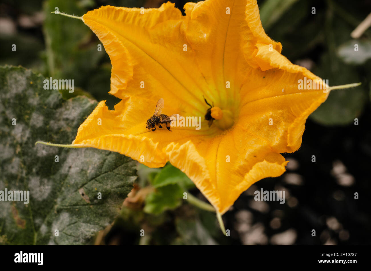 Zwei Bienen, die versuchen, die gelbe Blume eines Kürbis zu bestäuben. Der Körper eines der Bienen mit hat gelbe Blütenstaub. Stockfoto