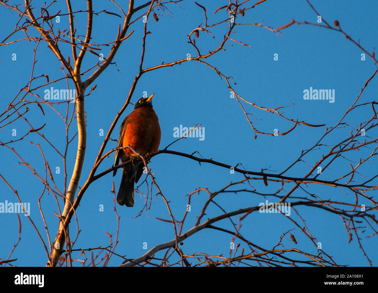 Eine amerikanische Robin (Turdus migratorius) im frühen Frühling. Um Lac Boivin in Granby, Eastern Townships, Quebec, Kanada. Stockfoto