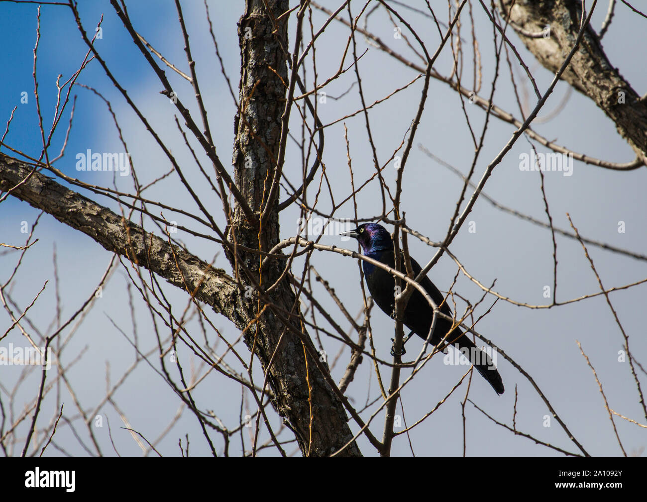 Eine gemeinsame grackle (Quiscalus quiscula). Um Lac Boivin in Granby, Eastern Townships, Quebec, Kanada. Stockfoto