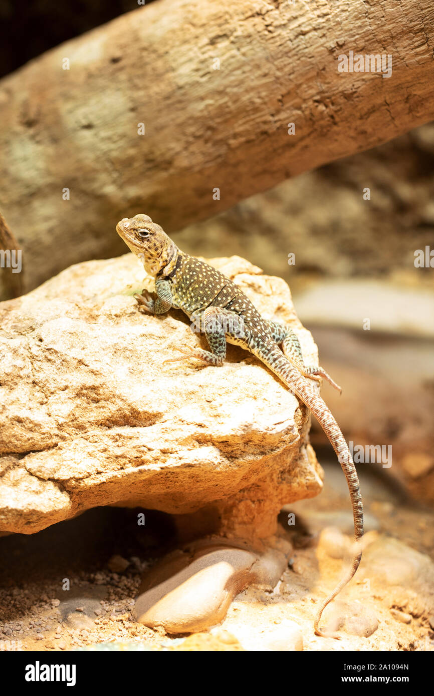 Eine weibliche Eidechse (Crotaphytus collaris), die auf einem Felsen sonnt. Halsbandeidechsen sind in den Süd-zentralen Vereinigten Staaten und Mexiko beheimatet. Stockfoto