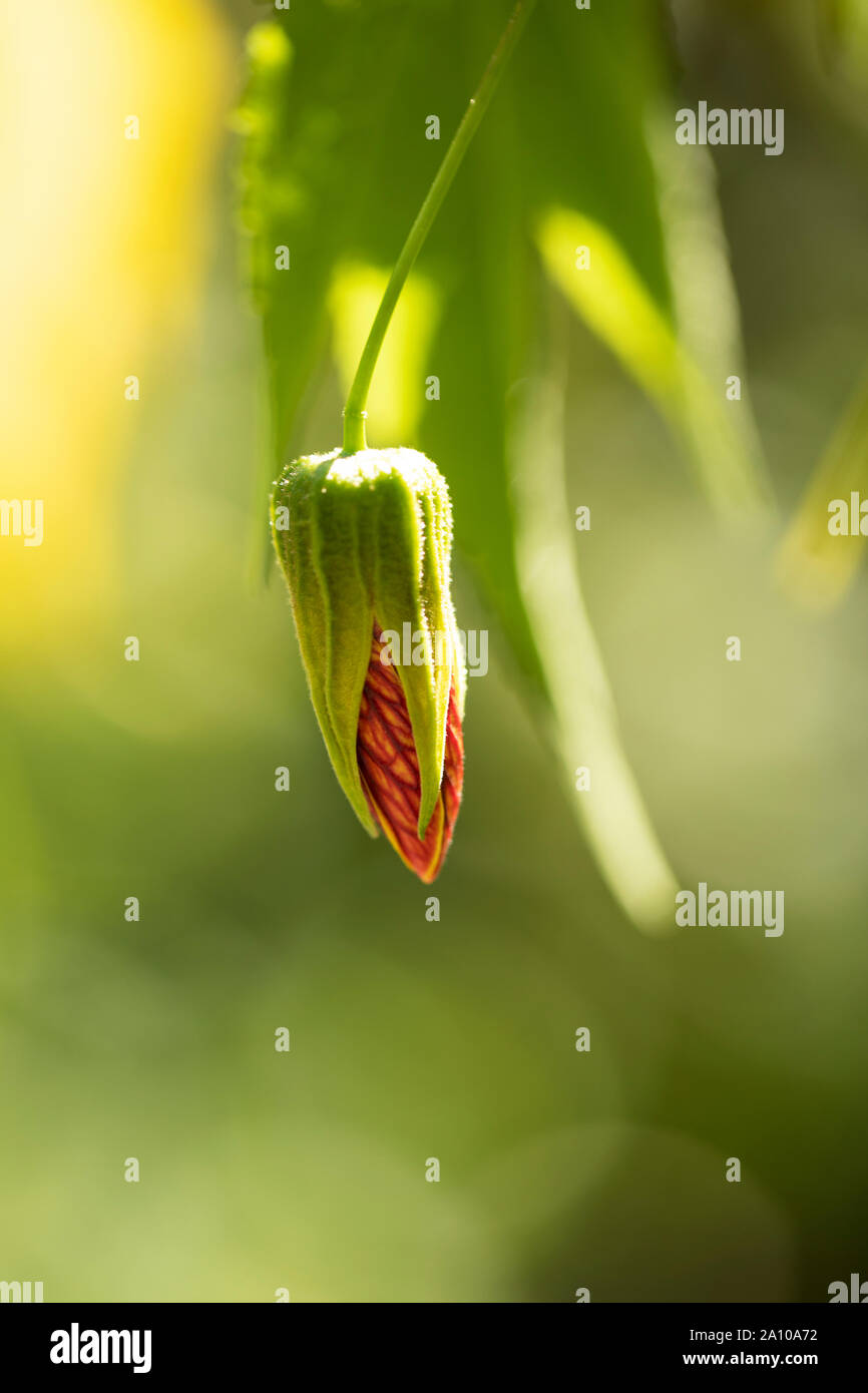 Ein aufkeimender Abutilon pictum, bekannt als redvene abutilon, rote Vene indische Malbe, rote Vene blühenden Ahorn, chinesische Laterne und rote Vene chinesische Laternen. Stockfoto