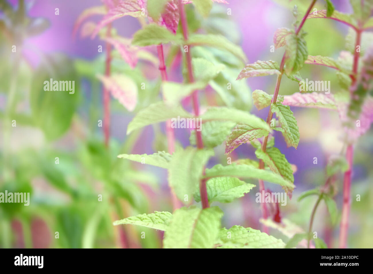 Close-up auf Minze und Blumen wachsen im Garten im Freien. Neon getonten Bild mit copy-Platz. Stockfoto